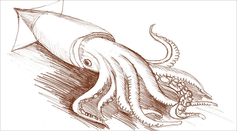 黑眼睛廣告為盛潤(rùn)食品網(wǎng)站繪制的魷魚button